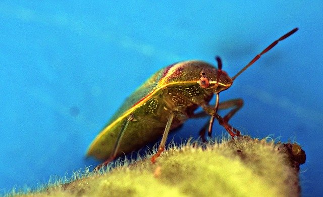 Free download Green Bug Insect Arthropod -  free photo or picture to be edited with GIMP online image editor