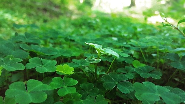 Descarga gratuita Green Clover Chance: foto o imagen gratuita para editar con el editor de imágenes en línea GIMP