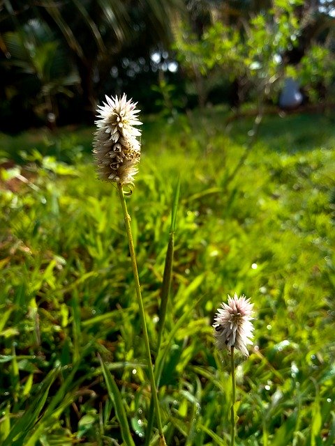 Greenery Nature India