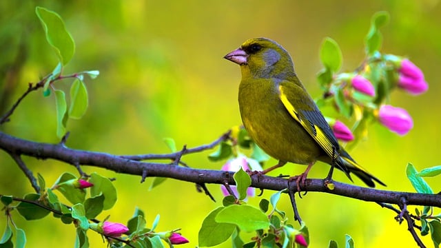 Free download greenfinch bird animal greenfinch free picture to be edited with GIMP free online image editor