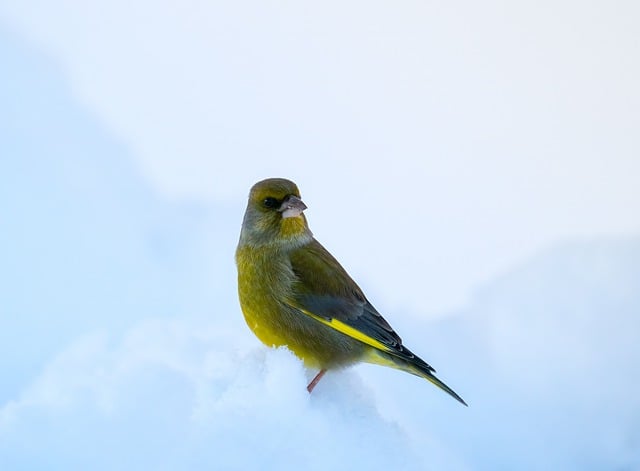 Free download greenfinch bird nature finch free picture to be edited with GIMP free online image editor