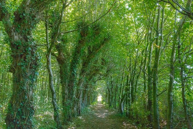 Free download Green Forest Narrow Way Hainweg -  free photo or picture to be edited with GIMP online image editor