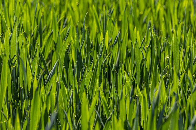 Free download green grass ground field garden free picture to be edited with GIMP free online image editor