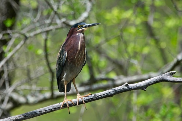 Free download green heron bird avian ornithology free picture to be edited with GIMP free online image editor