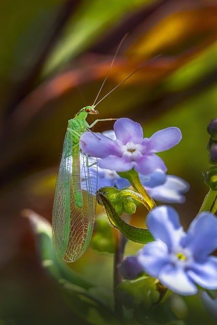 Free download green lacewing bug insect nature free picture to be edited with GIMP free online image editor