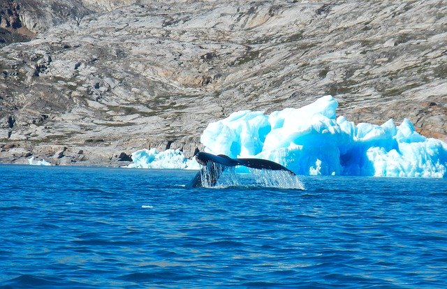 Free download Greenland Whale Iceberg -  free photo or picture to be edited with GIMP online image editor