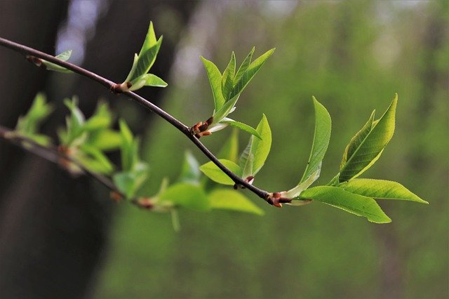 Free download green leaf plants forest spring free picture to be edited with GIMP free online image editor