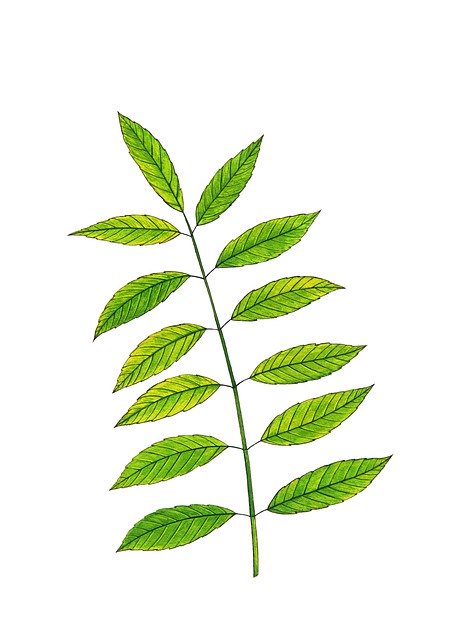 Free download Green Leaves Branch -  free illustration to be edited with GIMP free online image editor