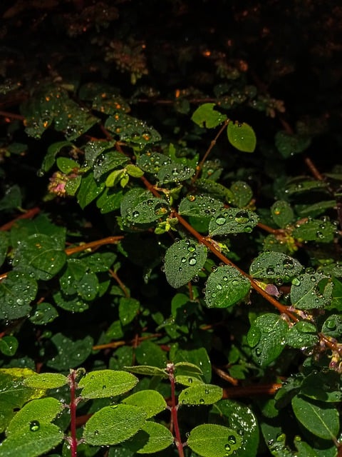 Free download green leaves drops dew growth free picture to be edited with GIMP free online image editor