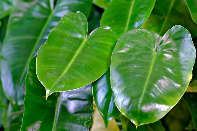 Free download green leaves leaves burle plant free picture to be edited with GIMP free online image editor