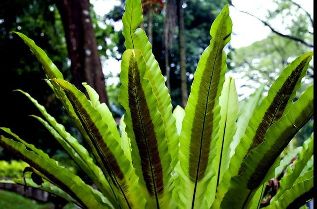 Free download green leaves leaves plant flora free picture to be edited with GIMP free online image editor