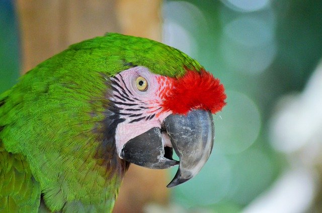 Free download Green Macaw Bird Parrot -  free photo or picture to be edited with GIMP online image editor