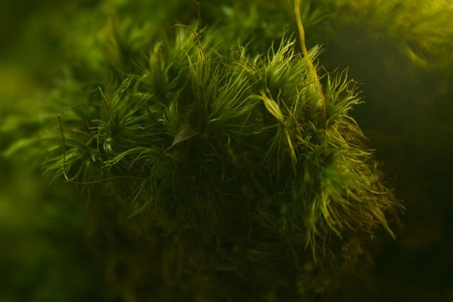 Free download green moss plant closeup macro free picture to be edited with GIMP free online image editor