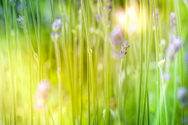 Free download green nature flowers lavender free picture to be edited with GIMP free online image editor