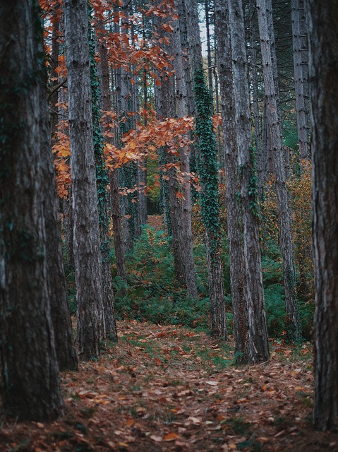 Free download green nature forest trees autumn free picture to be edited with GIMP free online image editor