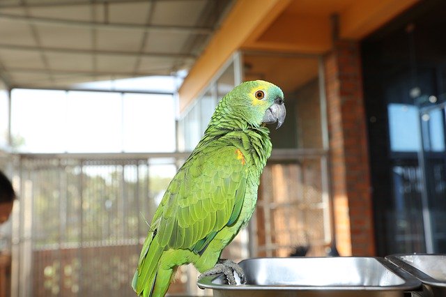 Free download Green Parrots Portraits Of -  free photo or picture to be edited with GIMP online image editor