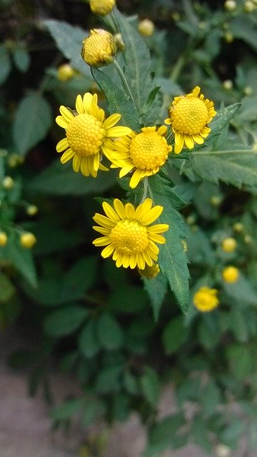 Free download Green Plant Chrysanthemum -  free photo or picture to be edited with GIMP online image editor