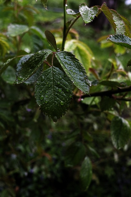 Free download green plant drop nature water free picture to be edited with GIMP free online image editor