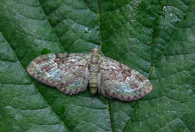 Free download Green-Pug Moth Tiny -  free photo or picture to be edited with GIMP online image editor