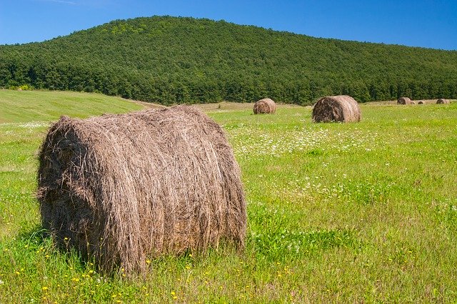 Free download Green Roll Hay -  free photo or picture to be edited with GIMP online image editor