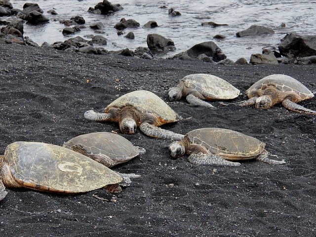 Free download Green Sea Turtles -  free photo or picture to be edited with GIMP online image editor