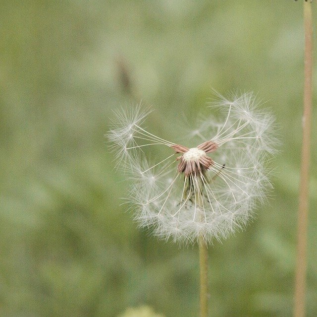 Free download Greens Leaves Dandelion -  free photo or picture to be edited with GIMP online image editor