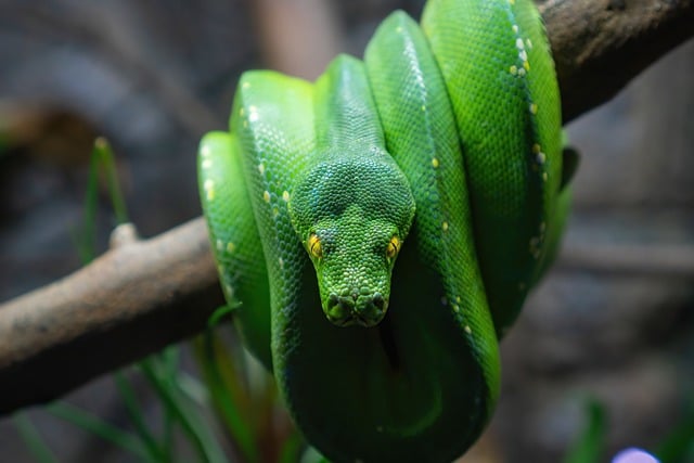 Free download green snake reptile python species free picture to be edited with GIMP free online image editor