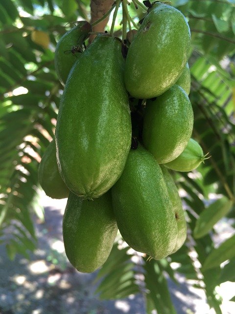 Free download Green Star Fruit O -  free photo or picture to be edited with GIMP online image editor