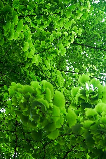 Free download Green Summer Ginkgo -  free photo or picture to be edited with GIMP online image editor