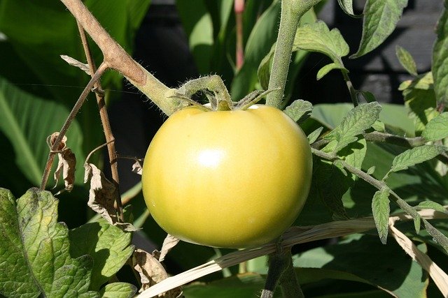 Free download Green Tomatoes Garden Food -  free photo or picture to be edited with GIMP online image editor