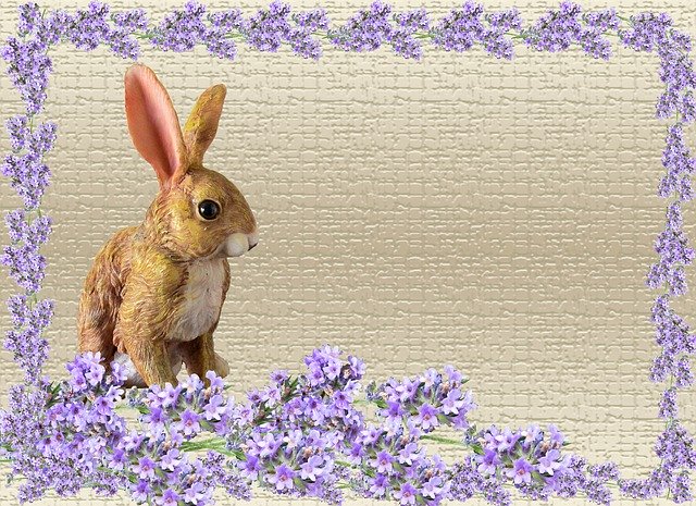 Free download Greeting Card Rabbit -  free illustration to be edited with GIMP free online image editor