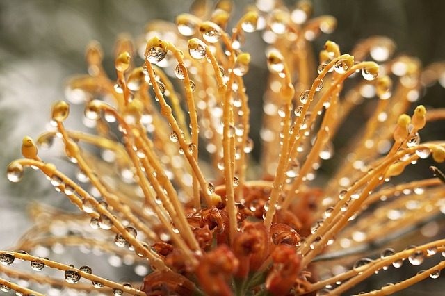 Free download grevillea australia outdoor closeup free picture to be edited with GIMP free online image editor