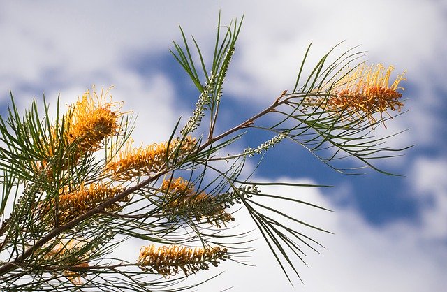 Free download Grevillea Flowers Australian -  free photo or picture to be edited with GIMP online image editor