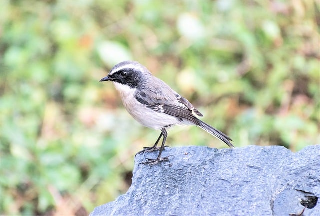 Free download grey bush chat free picture to be edited with GIMP free online image editor