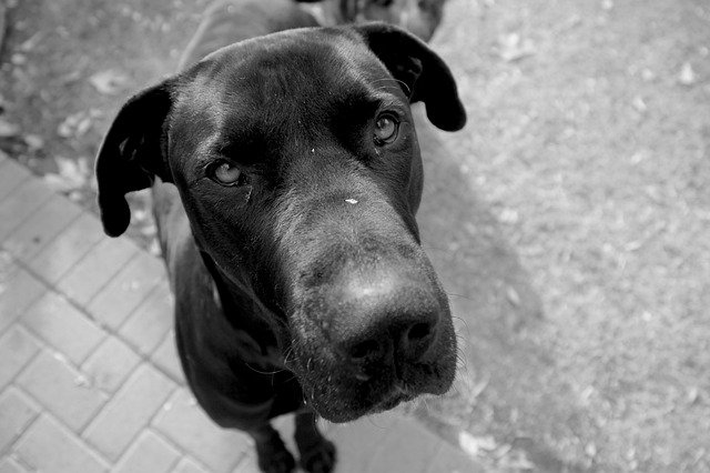 Free download Grey Dane Dogs -  free photo or picture to be edited with GIMP online image editor