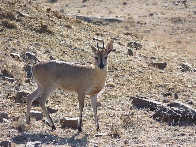 Free download Grey Duiker Antelope Africa -  free photo or picture to be edited with GIMP online image editor