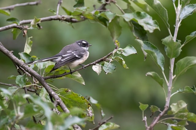 Free download grey fantail fantail bird free picture to be edited with GIMP free online image editor