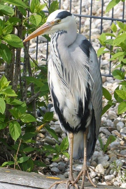 Free download grey heron bird animal heron free picture to be edited with GIMP free online image editor