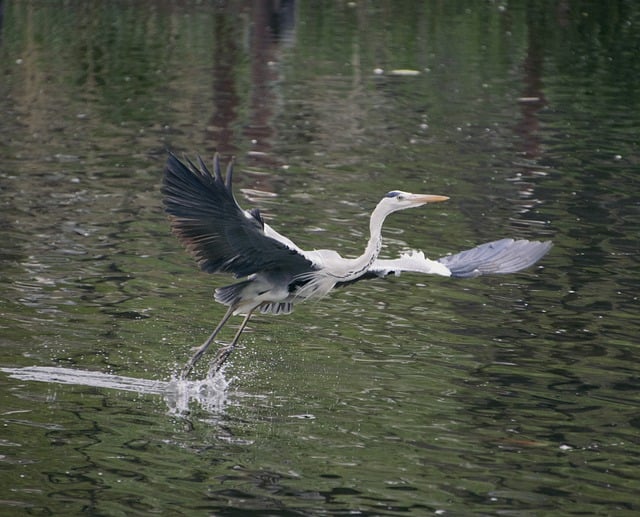 Free download grey heron flying bird water bird free picture to be edited with GIMP free online image editor