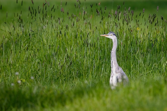 Free download grey heron heron bird animal free picture to be edited with GIMP free online image editor