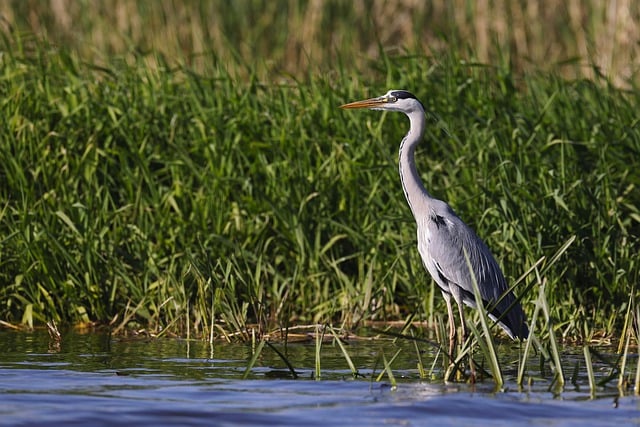 Free download grey heron heron bird reed plumage free picture to be edited with GIMP free online image editor