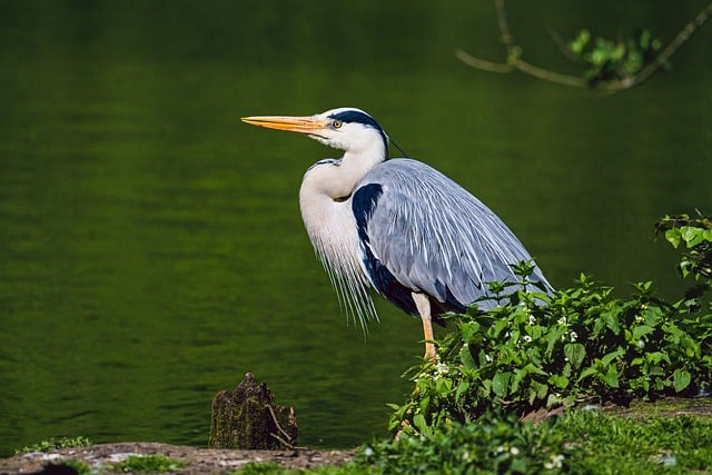 Free download grey heron heron lake bird nature free picture to be edited with GIMP free online image editor