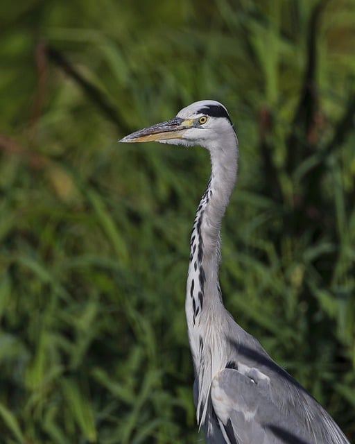 Free download grey heron heron reeds bird water free picture to be edited with GIMP free online image editor