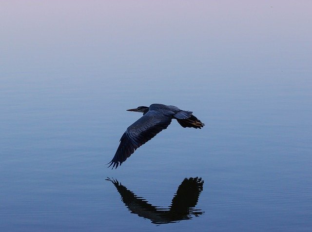 Free download Grey Heron In Flight -  free photo or picture to be edited with GIMP online image editor