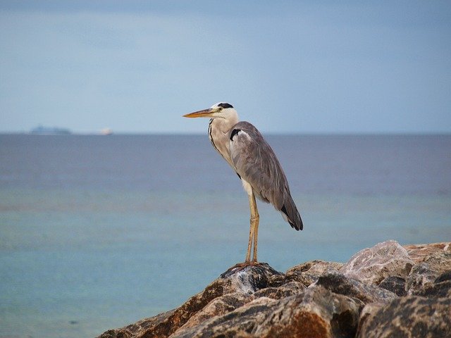 Free download Grey Heron Maldives -  free photo or picture to be edited with GIMP online image editor