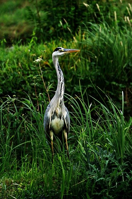 Free download Grey Heron Nature Bird -  free photo or picture to be edited with GIMP online image editor