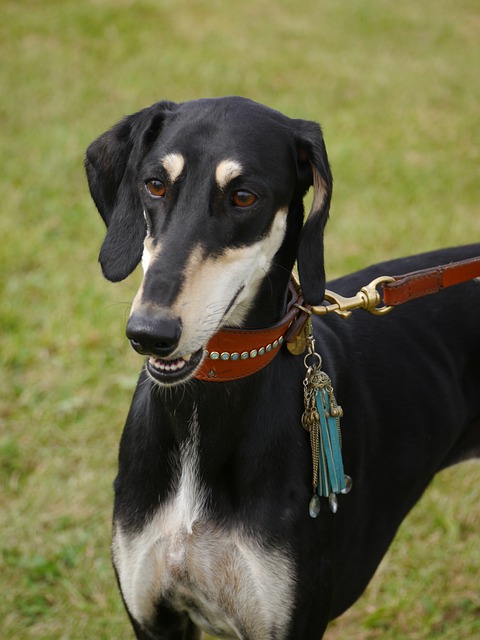 Free download greyhound saluki dog pet friend free picture to be edited with GIMP free online image editor
