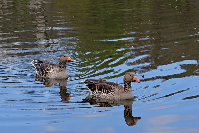 Free download greylag geese waterbirds lake free picture to be edited with GIMP free online image editor