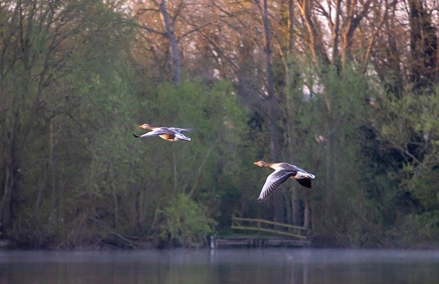 Free download Greylag Goose Bird In Flight -  free photo or picture to be edited with GIMP online image editor