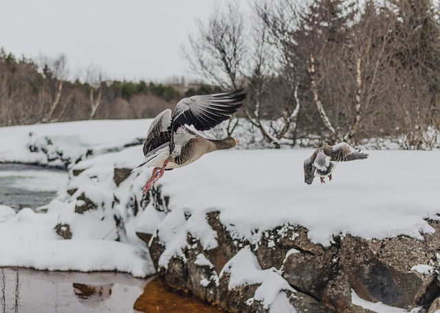 قم بتنزيل الصورة المجانية لـ Greylag Goose Bird Winter Snow مجانًا لتحريرها باستخدام محرر الصور المجاني عبر الإنترنت GIMP